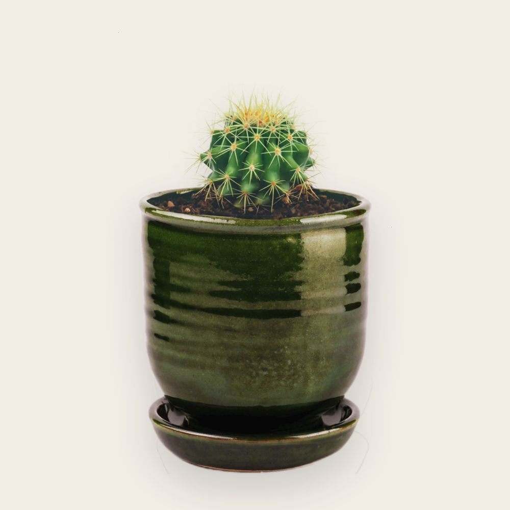 Parodia dorée avec Pot vert olive