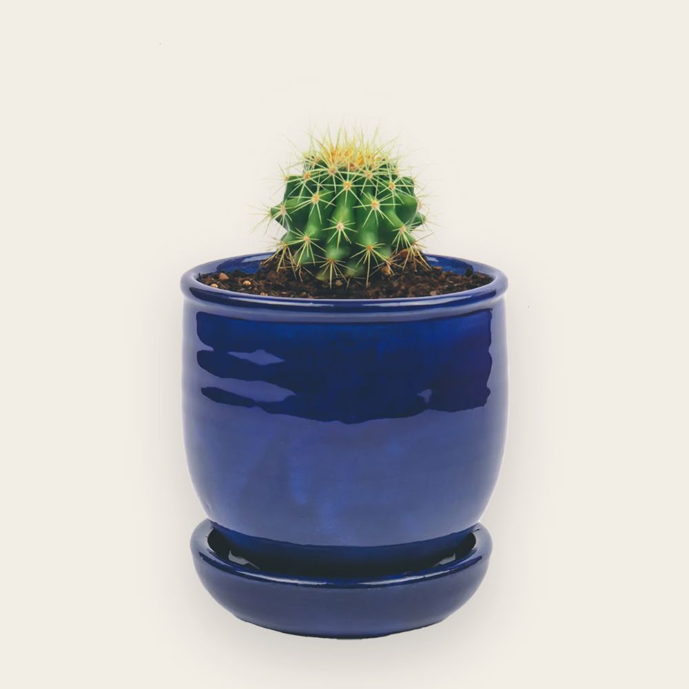 Parodia dorée avec Pot bleu cobalt