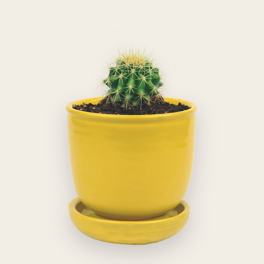 Parodia dorée avec Pot jaune soleil