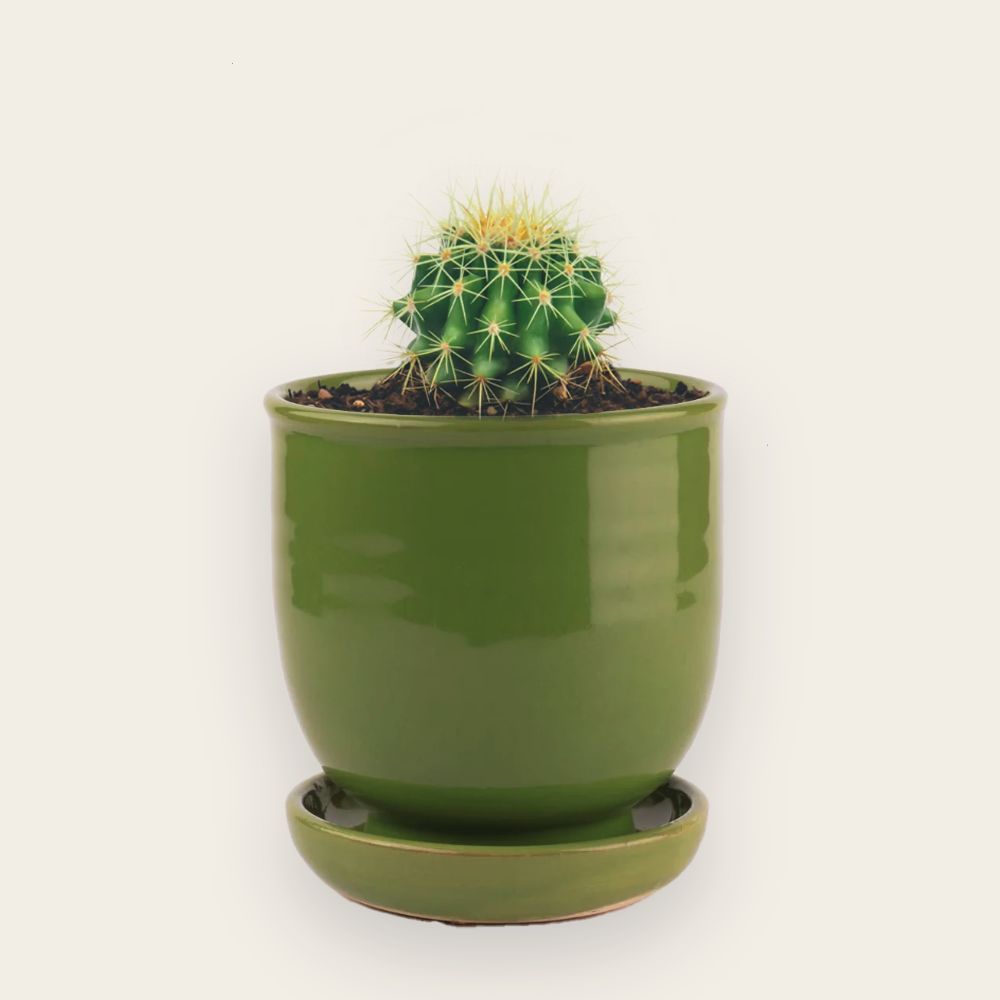 Parodia dorée avec Pot vert sauge
