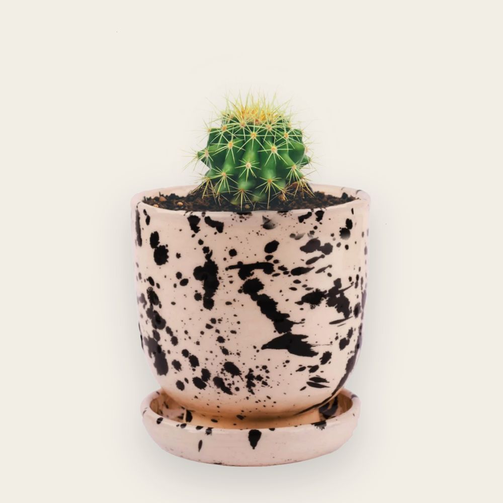 Parodia dorée avec Pot crème tacheté noir — Sans pierres