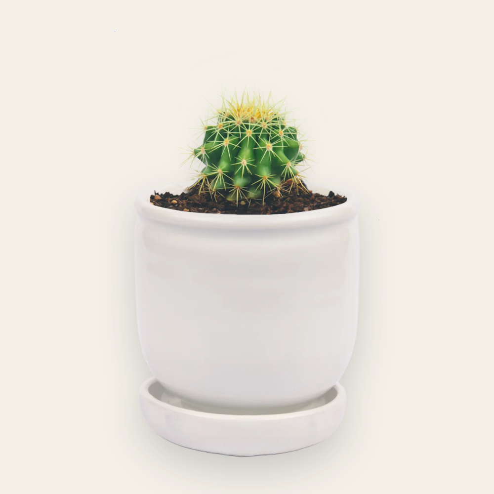 Parodia dorée avec Pot blanc
